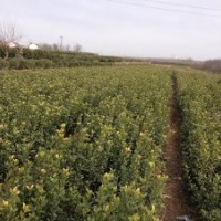 供應(yīng)煙臺招遠(yuǎn)冬青球苗，大葉黃楊球苗