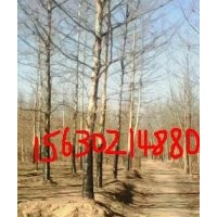 垂柳國槐火炬白蠟