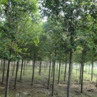 河北苗木河北白蠟白蠟綠化苗木白蠟價(jià)格白蠟報(bào)價(jià)國(guó)槐欒樹法桐