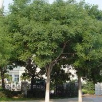 現(xiàn)有20-30公分骨架欒樹大量供應(yīng)，價格實惠，多購優(yōu)惠多多