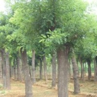 提供26公分移植欒樹，28公分欒樹，30公分野生欒樹