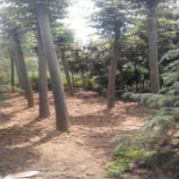 供應(yīng)湖南30公分骨架欒樹，湖南精品欒樹，多購多優(yōu)惠