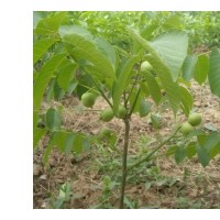 沂蒙薄殼核桃，中農(nóng)短枝核桃苗，香菱核桃苗