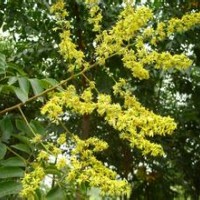 河北國(guó)槐河北苗木綠化苗木國(guó)槐報(bào)價(jià)國(guó)槐價(jià)格國(guó)槐規(guī)格國(guó)槐欒樹變啦