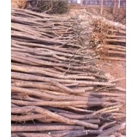 山東菏澤哪里有5公分羅根截干國(guó)槐樹(shù)