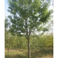 毛白楊小苗、速生柳、黃柳、107、