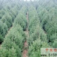 專(zhuān)業(yè)供應(yīng)《60-1.5米白皮松》
