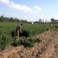 供應(yīng)煙臺招遠(yuǎn)冬青苗冬青球扦插小苗（大葉黃楊）