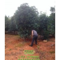 喜溫暖，尚耐寒的紅葉石楠