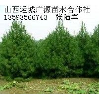 2米白皮松大量低價(jià)優(yōu)惠供應(yīng)