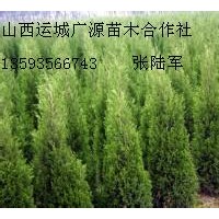 2米蜀儈大量低價(jià)優(yōu)惠供應(yīng)