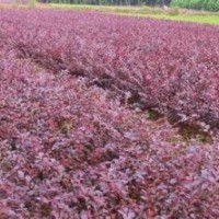 紅繼木工程苗地苗送貨到場