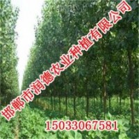 歐美楊《邯鄲潤德農(nóng)業(yè)》品質優(yōu)，服務好！