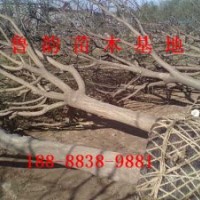 哪里的國槐樹好量大嗎(圖)山東國槐價格