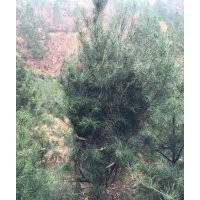 大量供應(yīng)各種綠化苗木