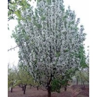 八棱海棠樹(shù)