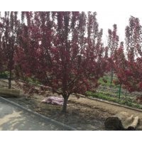 供應(yīng)北美海棠大樹