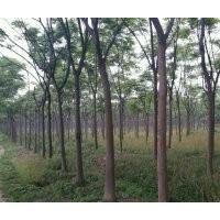 低價(jià)供應(yīng)欒樹(shù)