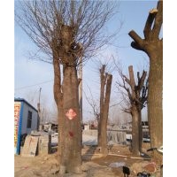 60公分皂角樹(shù)多少錢一棵山東皂角樹(shù)價(jià)格