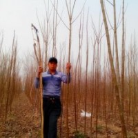 河南楸樹、太康欒樹、劉寨合歡園