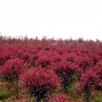 供應(yīng)綠化苗木國槐、垂柳、合歡、速生楊、青桐、法桐、馬褂木、欒