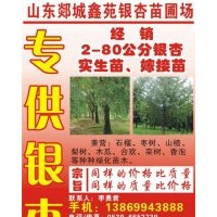 山東銀杏低價出售