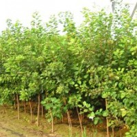 黃櫨（獨(dú)桿高60定干，4個(gè)分支以上）