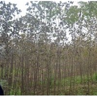 低價(jià)出售1-12公分紅葉楊