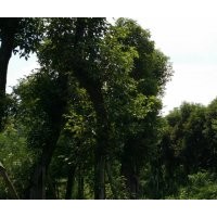 低價出售香樟