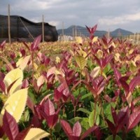 供應(yīng)中華錦桂