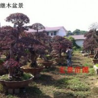 專業(yè)批發(fā)紅花繼木球-紅花繼木球價格（最新更新）湖南紅花繼木球