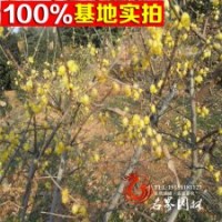 批發(fā)臘梅樹苗 工程苗