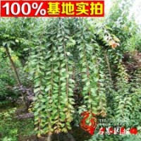 出售優(yōu)質(zhì)苗木 梅花 【垂梅】