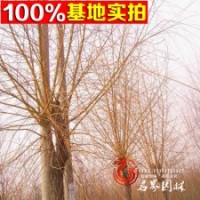 柳樹基地常年供應【金絲垂柳】