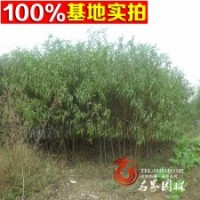 綠化苗木桃樹苗 批發(fā) 毛桃苗