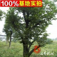 常年供應(yīng)果樹(shù)類【柿樹(shù)】蘋果樹(shù)