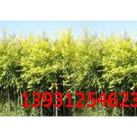 高接金葉榆 金葉復(fù)葉槭 日本櫻花 玉蘭