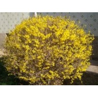 營養(yǎng)缽連翹