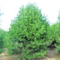 精品3.5米藍(lán)田白皮松