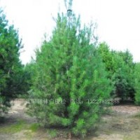 白皮松，華山松，白皮松價(jià)格，