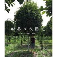 成都桂花|成都高桿桂花|成都桂花批發(fā)|四川桂花哪家好