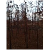 池杉價格，江蘇池杉價格
