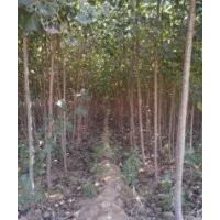 供應(yīng)速生楊