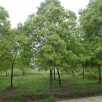 15公分全冠香樟樹