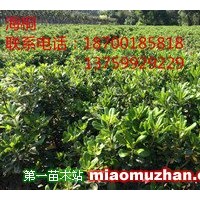 海桐，營(yíng)養(yǎng)缽海桐