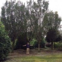 哈斯榆/成都哈斯榆、精品哈斯榆