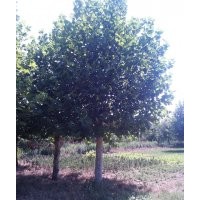 低價供應(yīng)速生法桐 給錢就賣