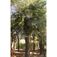 欒樹，欒樹種植基地，準(zhǔn)時(shí)裝車，是欒樹首選