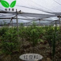 湖南苗圃直銷(xiāo)紅豆杉紫杉醇防癌3到5公分紅豆杉