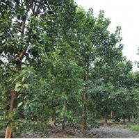 菩提榕.菩提樹(shù)